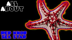 All About The Red Knob Sea Star or Red General Starfish or African Sea Star or Red Spine Star