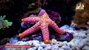 Amazing World of StarFish - Best Explanation of Sea Stars in 2020