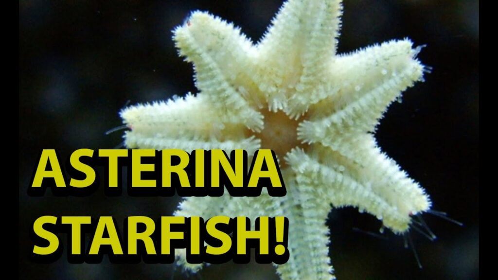 Asterina Starfish – Are They Bad For You Reef Tank ?