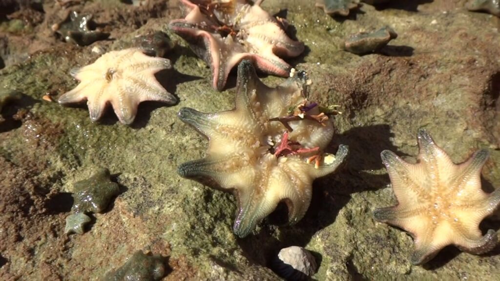 AwA Starfish Carpet Sea Stars & Cushion Stars (Asterina gibbose Patiriella exigua Patiriella calcar)