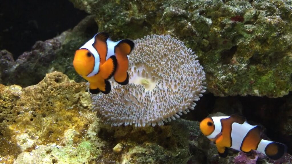 Carpet anemone eating and clown fish helping. It almost ate our fish!