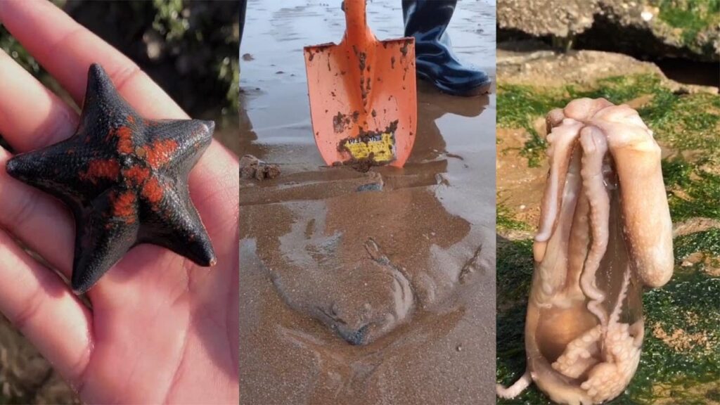 Catching Black Starfish – Octopus and Huge Shell at the Ocean