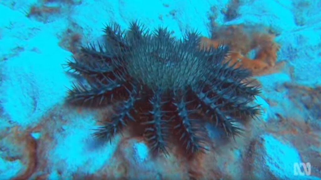 Crown of Thorns Starfish | Coral reef killers