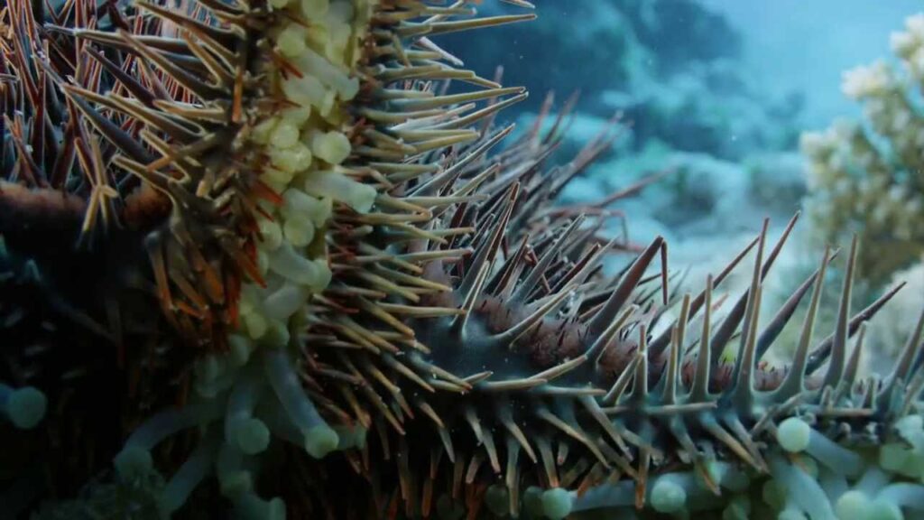 Deadly Starfish Eats Coral: Crown of Thorns Starfish (COTS) crisis