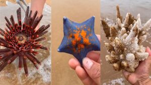 Finding Starfish And Beautiful Sea Stone at the Beach