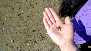 For starfish lovers ( baby starfish ) Part 1