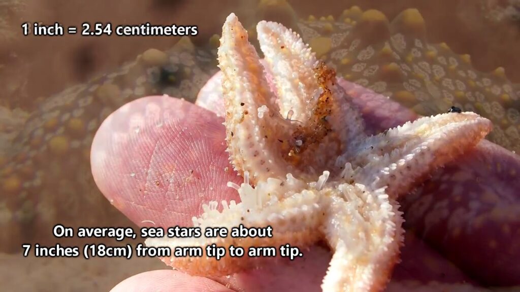 Gold Starfish facts really they're sea stars Animal Fact Files