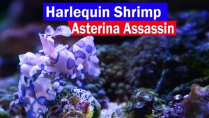 Harlequin Shrimp Asterina Starfish Eating Reef Tank Assassin! Control those little white starfish