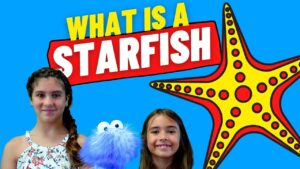 Is A Starfish Really A Fish? | Starfish Facts For Kids
