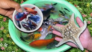 Most beautiful Betta Fish and Real Starfish | Dropping Carp Goldfish Aquarium Fish into water bowl