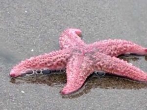 Pretty Pink Starfish with Painted Toenails