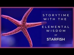 Starfish Shell Necklaces & Earrings | Nature Jewelry Storytime