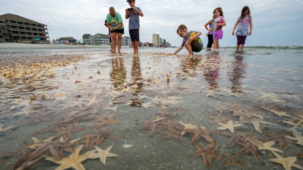 Thousands of starfish wash ashore along Grand Strand beaches