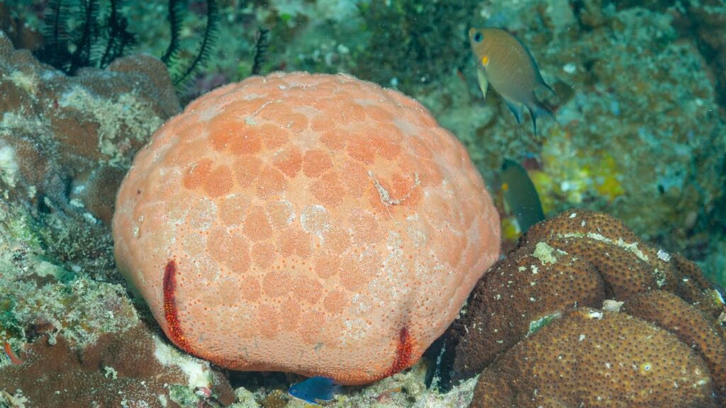 WATCH: This starfish looks like a pillow | Oceana
