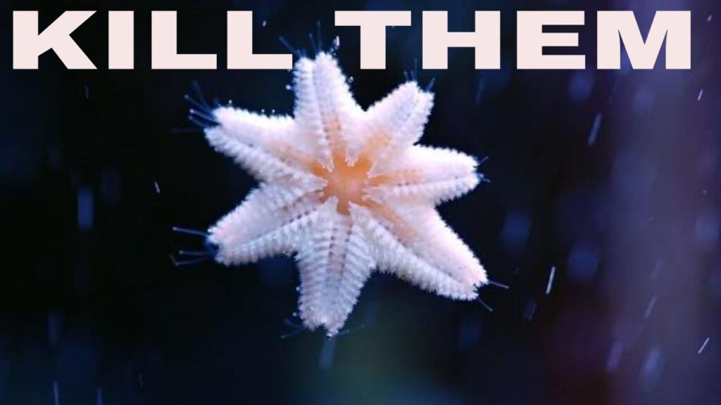 little white starfish on glass and how to kill them : rotter tube reef