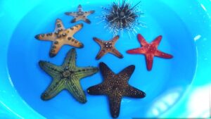 sea shells, hermit crabs, starfish, sea urchin