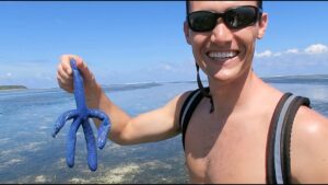 the blue starfish